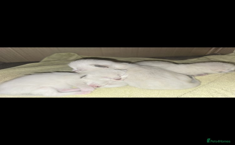 Ragdoll cats - Advert 12