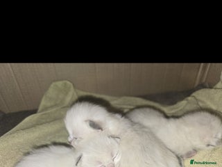 Ragdoll cats 🐾 BORN 23RD OCTOBER 🐾 - Advert 14