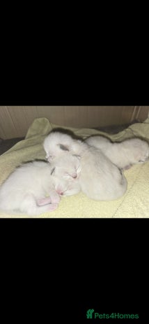 Ragdoll cats - Advert 12