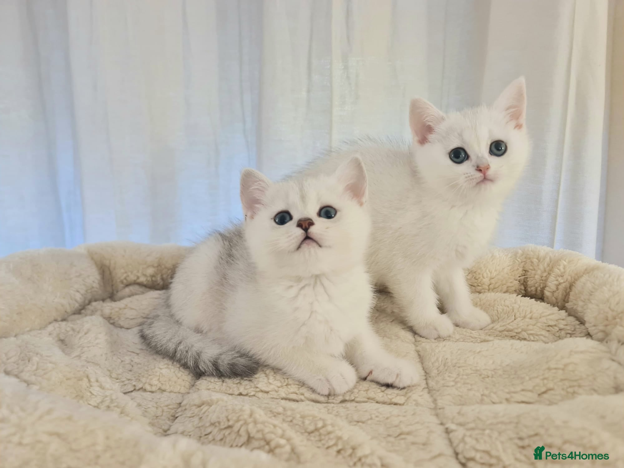 British Shorthair cats BRITISH SHORTHAIR KITTEN BLUE EYES  - Advert 2