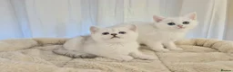 British Shorthair cats for sale: BRITISH SHORTHAIR KITTEN BLUE EYES  - Advert 4