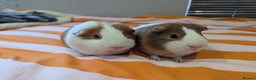 Guinea Pig rodents for sale: 2 female guinea pigs with cage and accessories - Advert 4