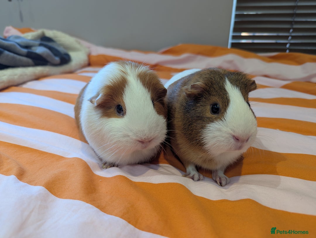 Guinea Pig rodents for sale: 2 female guinea pigs with cage and accessories - Advert 4