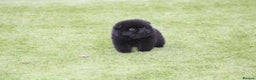 Chow Chow dogs for sale: 🐾Chow chow cross Japanese chin 🐾 - Advert 20