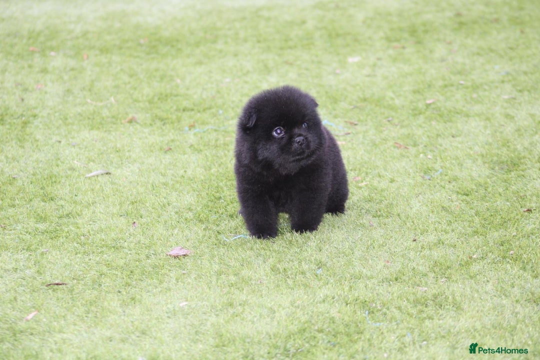 Chow Chow dogs for sale: 🐾Chow chow cross Japanese chin 🐾 - Advert 20