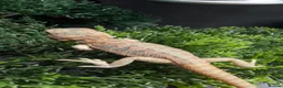 Bearded Dragon reptiles for sale: Hand tame in Pontypool - Advert 13