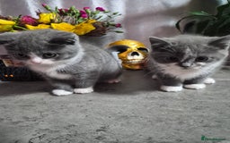 British Shorthair cats for sale: Adorable British Shorthair x Persian Kittens  - Image 22