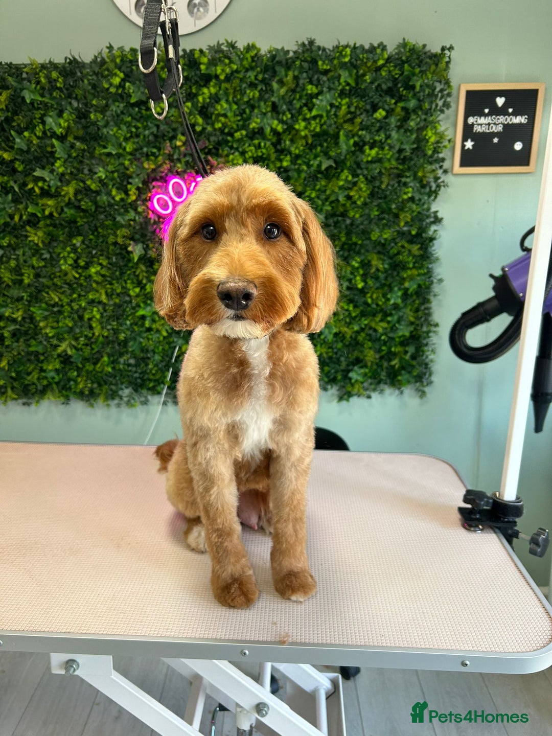 Cockapoo dogs for sale: f1 apricot cockapoo - Advert 5