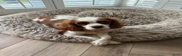 Cavalier King Charles Spaniel dogs for sale: Cavalier King Charles Spaniel KC Puppies - Advert 7