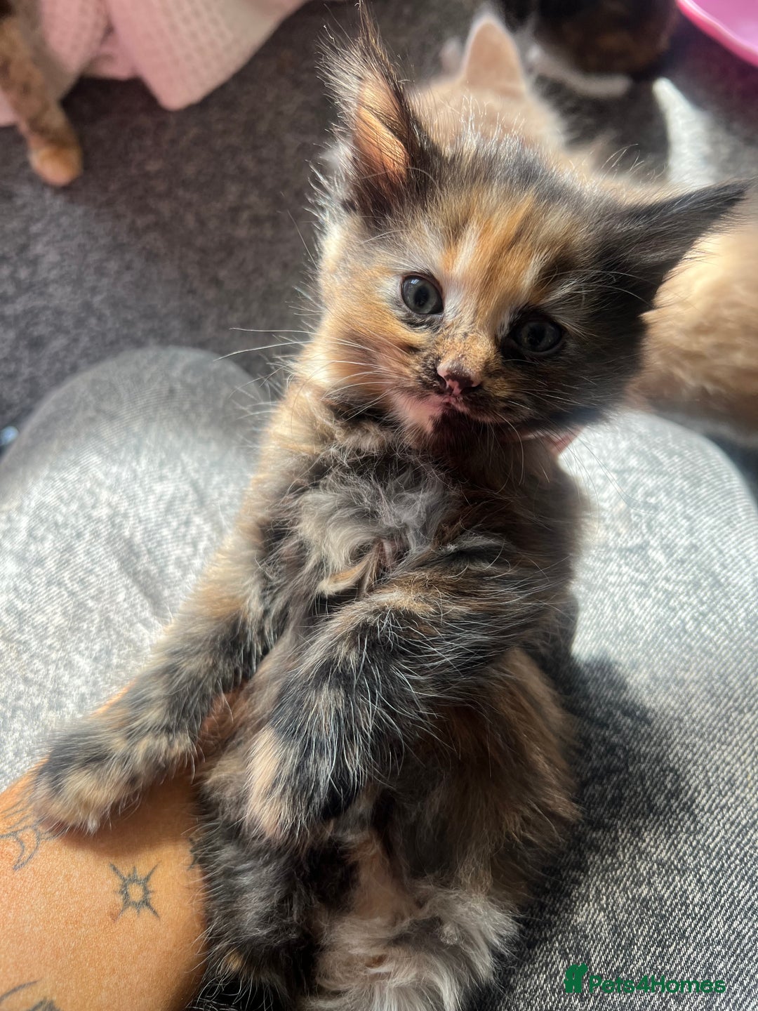 British Longhair cats for sale: Last kitten - Image 1