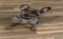 French Bulldog dogs for sale: Merle French bulldog  - Image 5