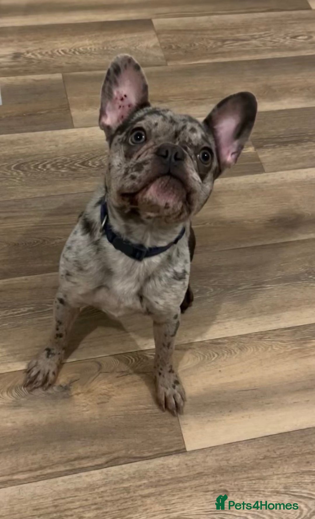 French Bulldog dogs for sale: Merle French bulldog  - Image 5