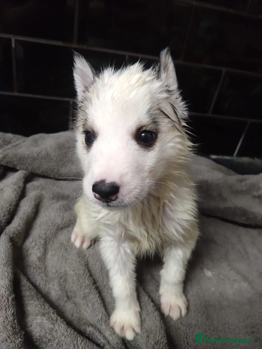 Siberian Husky dogs for sale: 7 siberian huskey puppies for sale £800 - Advert 2