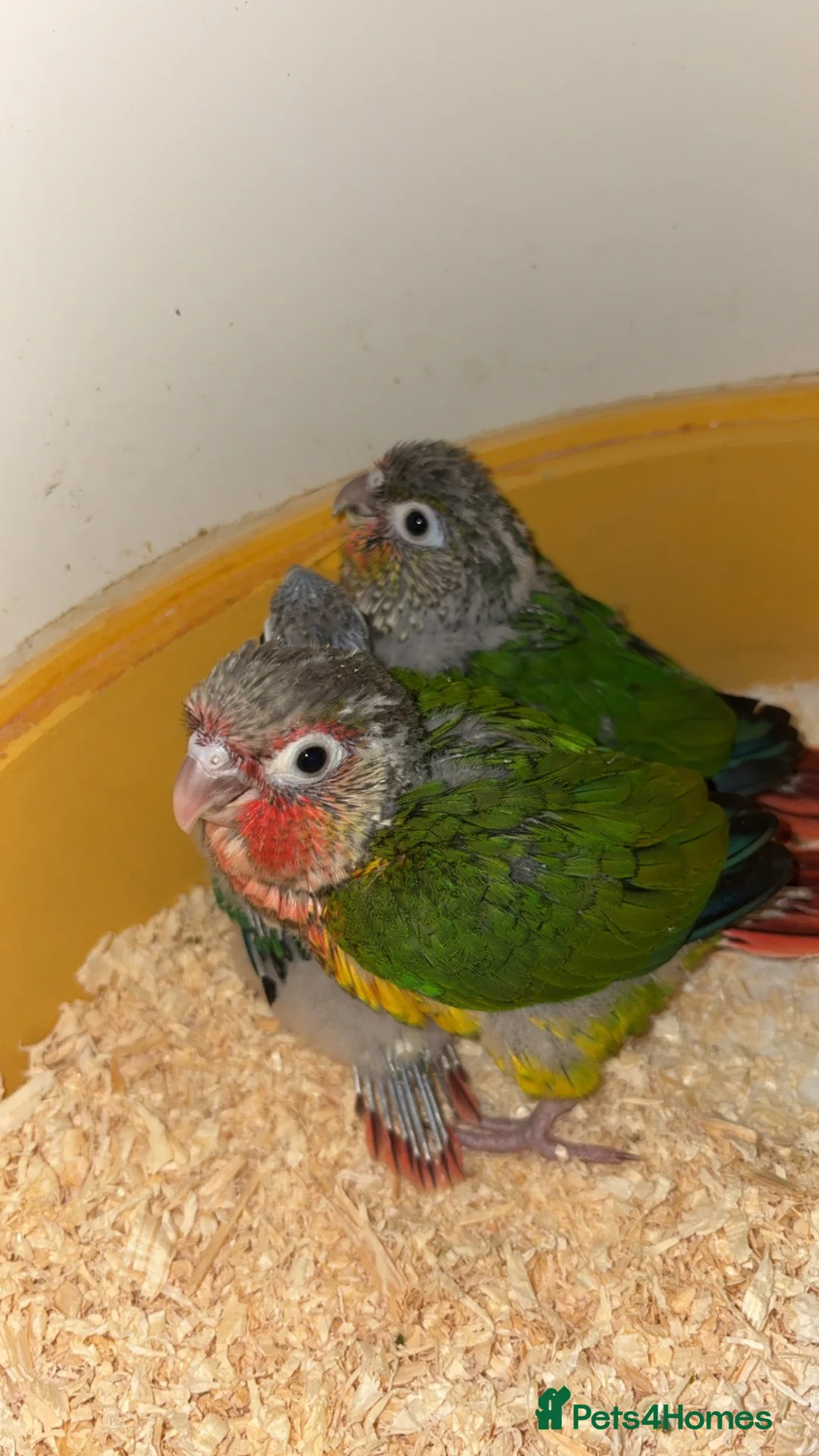 Conures birds for sale: 2 Green Cheek Conures  in Aberdare - Advert 2