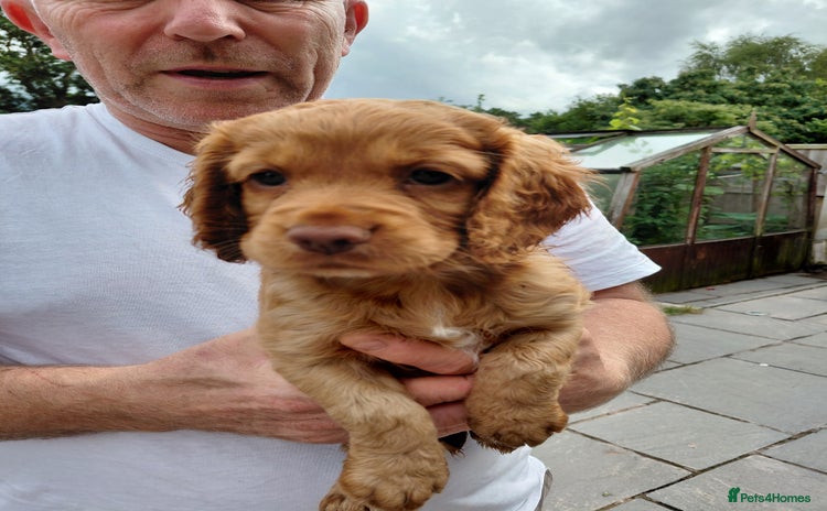 Cocker Spaniel dogs - Advert 8