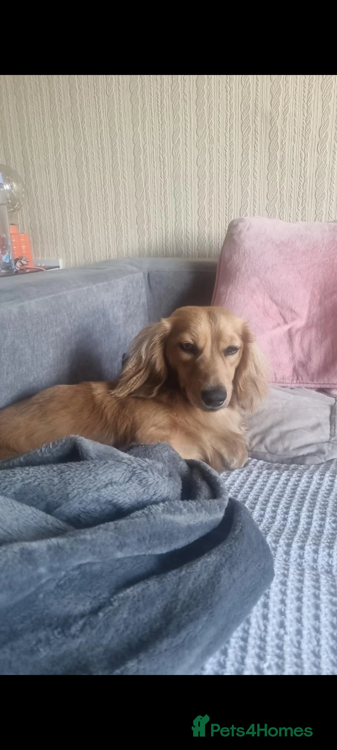 Dachshund dogs for stud: For STUD: Handsome Shaded Cream Dachshund - Advert 2