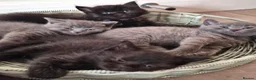 British Shorthair cats for sale:  British Cross Shorthair black Kittens - Advert 27