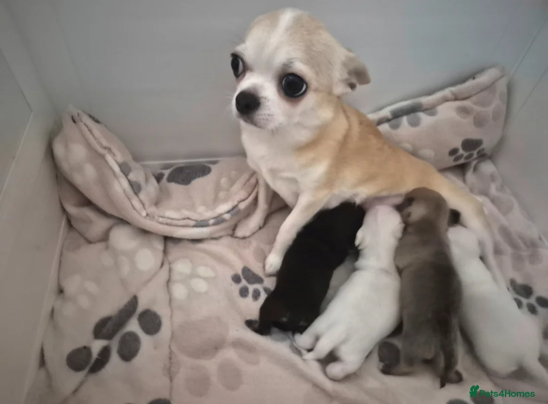 Chihuahua dogs for sale: Tiny KC registered smooth puppies - Advert 10