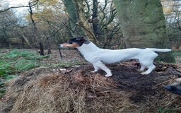 Mixed Breed dogs for sale: Jack Russell x Boarder Terrier girl pup - Image 16