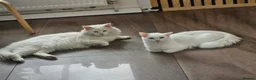 Turkish Angora cats for sale: Turkish Angora kittens  - Advert 3
