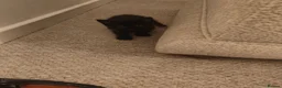 Mixed Breed cats for sale: Mixed breed kittens - Advert 4