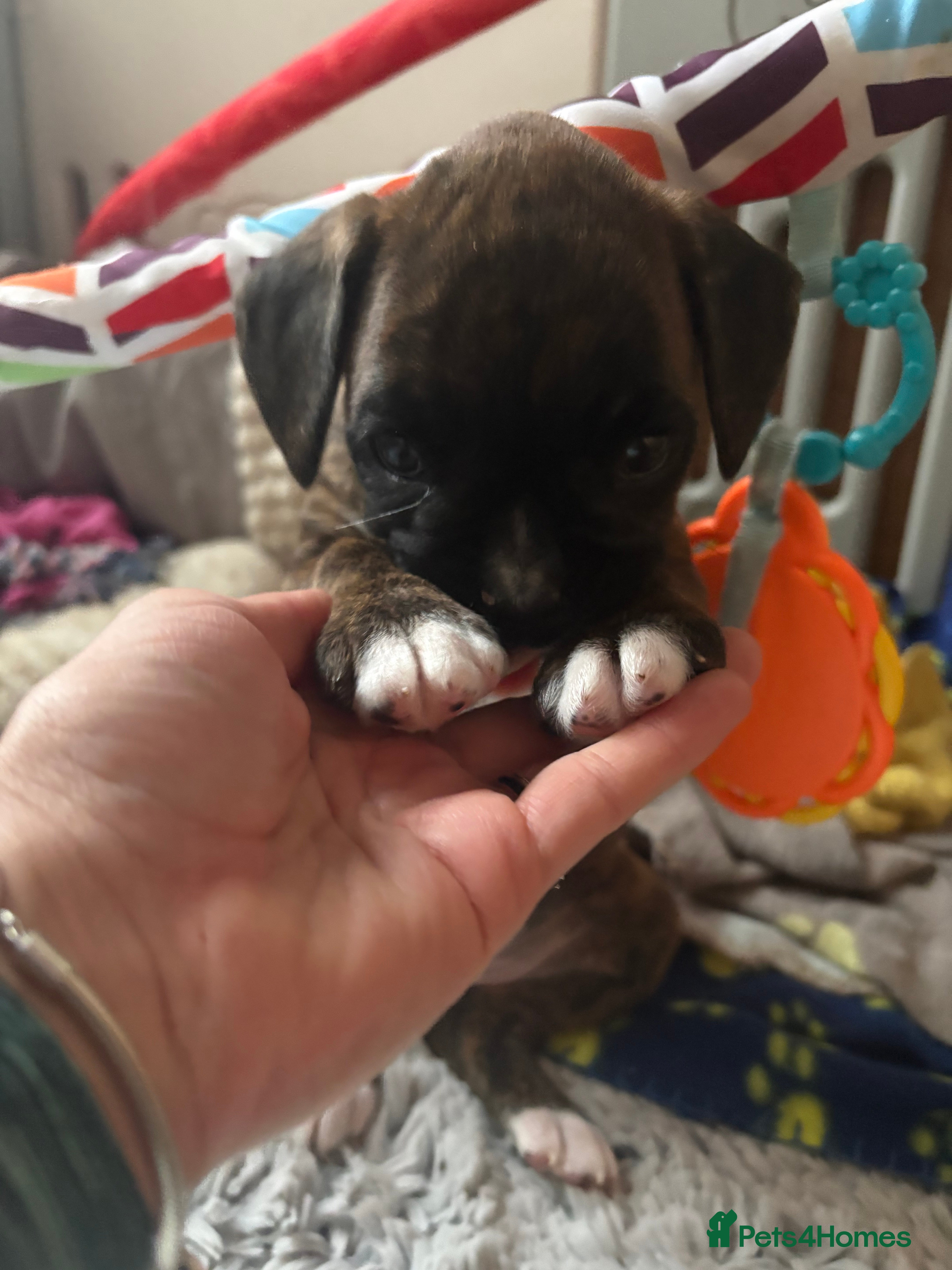 Boxer dogs READY NOW. LAST GIRL 🐶  - Advert 2