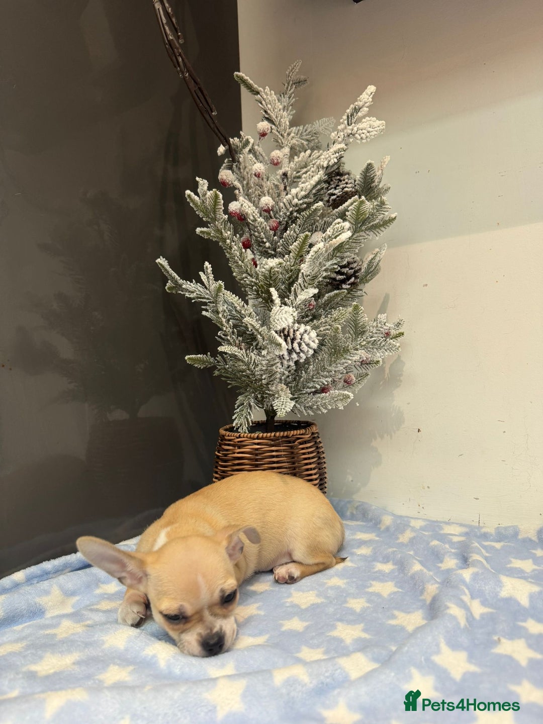 Chihuahua dogs for sale: Chihuahua  - Advert 9