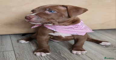 Mixed Breed dogs in Dagenham - Advert 14