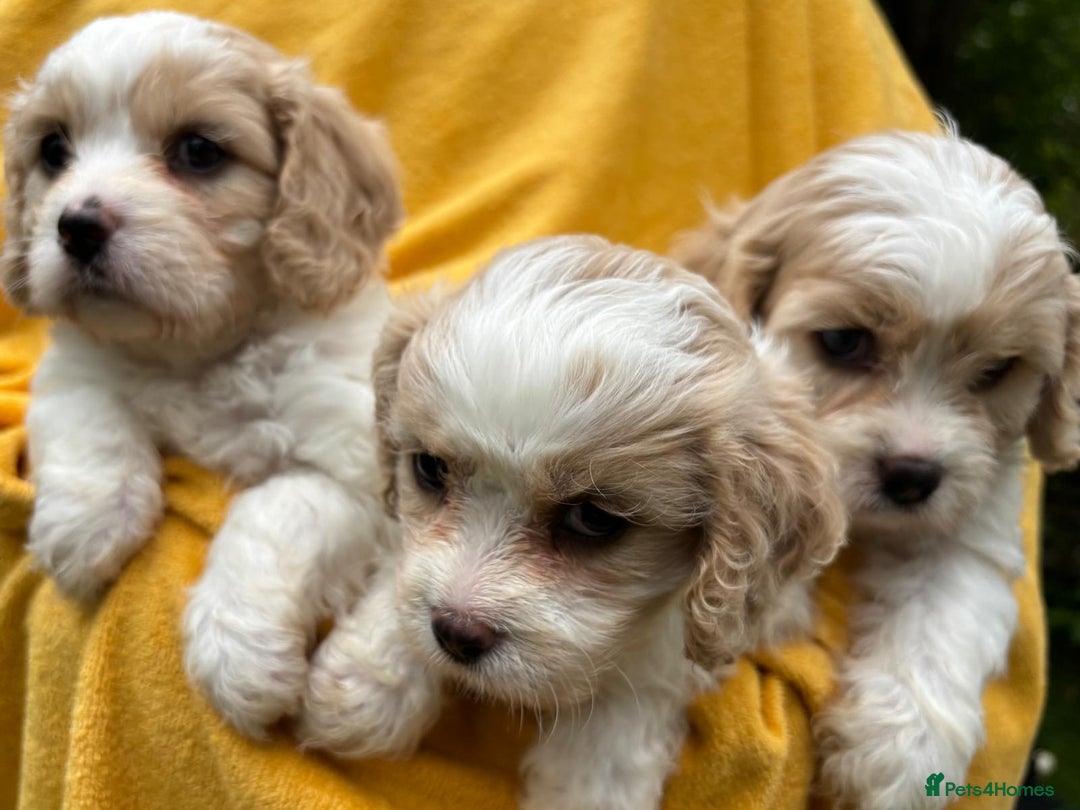 Cavapoochon dogs for sale: ⭐️1 CAVAPOOCHON in Cheshire (KC DAD) ready now✅ - Image 27