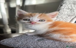 Persian cats for sale: mixed bombay and persian kittens  - Image 21