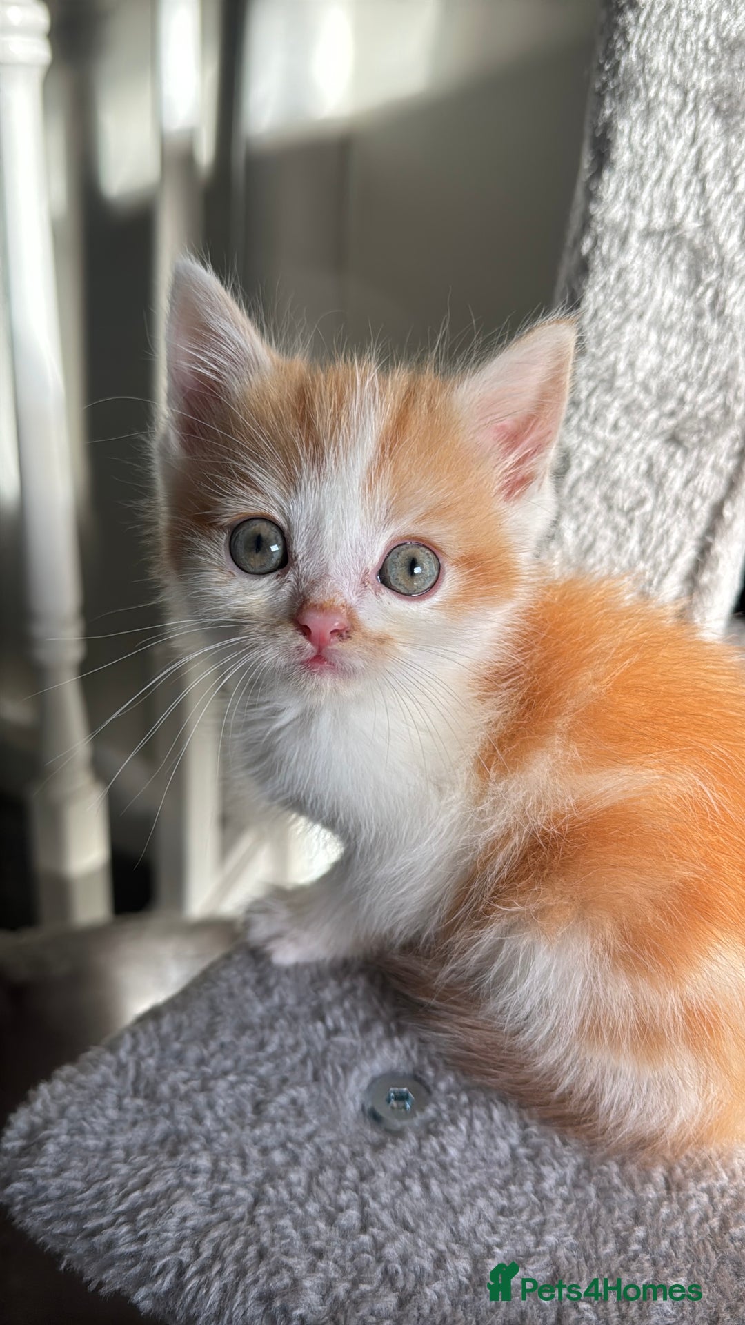 Persian cats for sale: mixed bombay and persian kittens  - Image 21