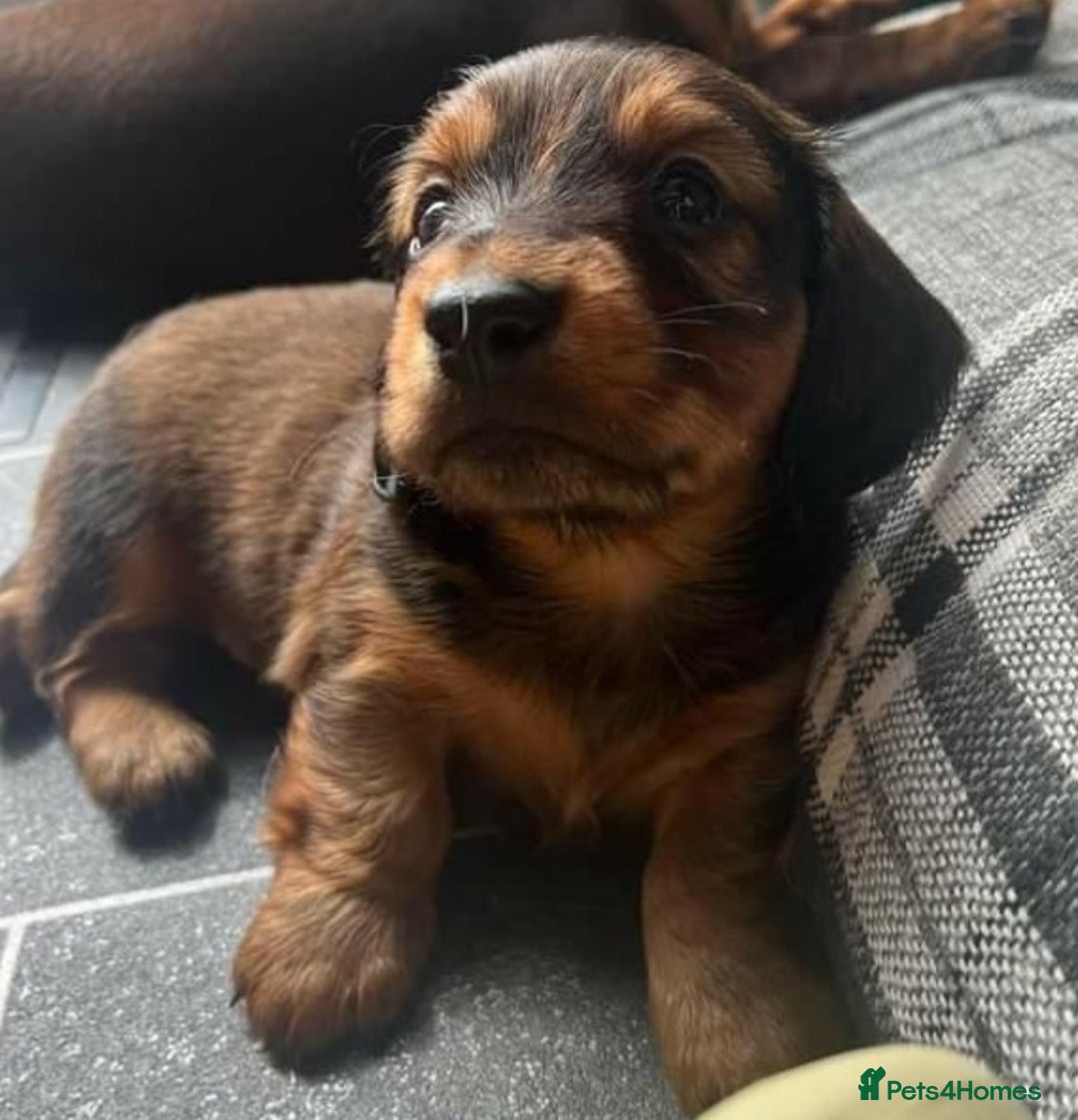 Miniature Dachshund dogs for stud: Richie proven and ready to stud. in Liverpool - Advert 21