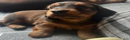 Miniature Dachshund dogs for stud: Richie proven and ready to stud. in Liverpool - Advert 21