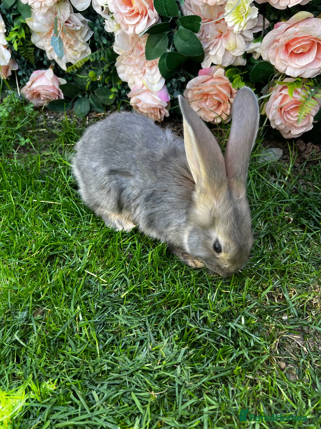 Continental Giant rabbits for sale: 4 mail continental Giants in Canterbury - Advert 2
