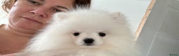 Pomeranian dogs for stud: Olaf white Pomeranian stud in Liverpool - Advert 11