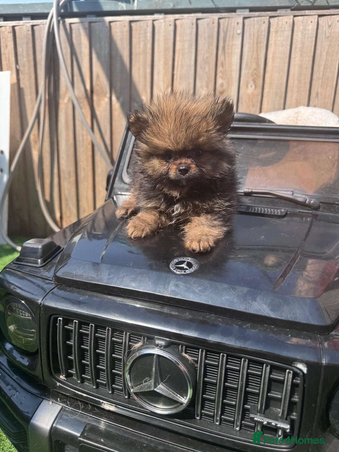 Pomeranian dogs for sale: Tea cup Pomeranians  - Image 17
