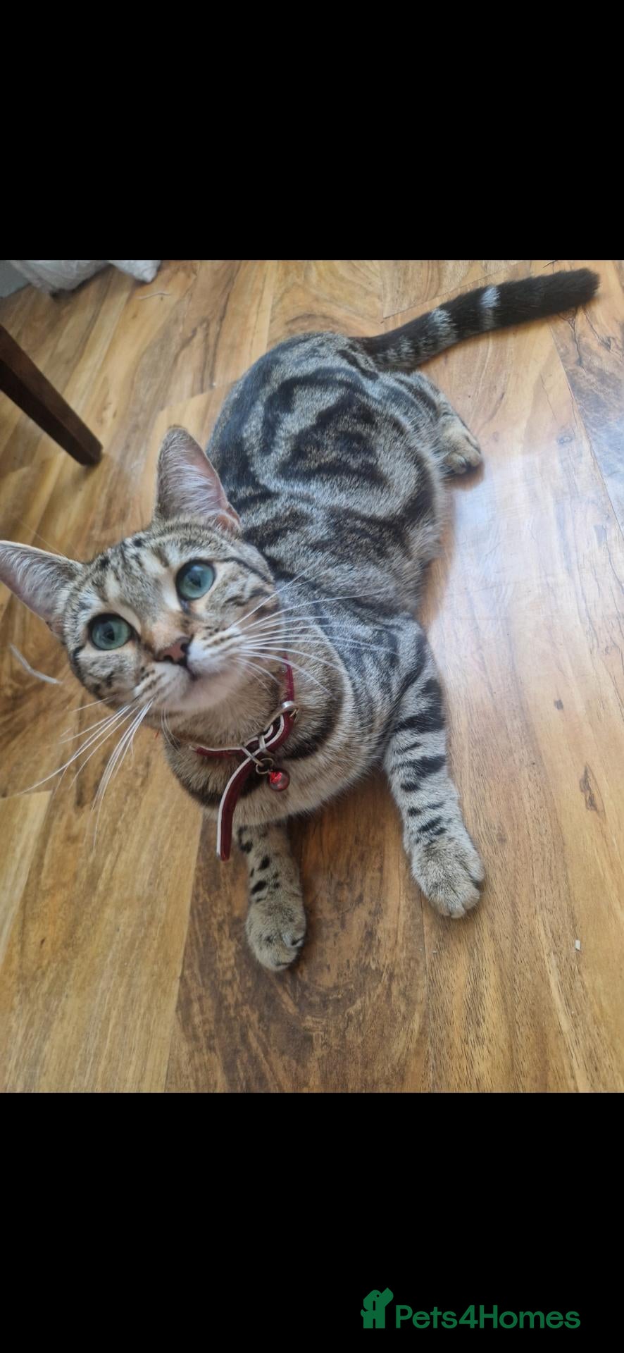 Mixed Breed cats Mixed breed kittens for sale - Advert 1