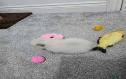 Ragdoll cats for sale: 💙 BLUEPOINT RAGDOLL BOY FOR SALE 💙 - Image 14