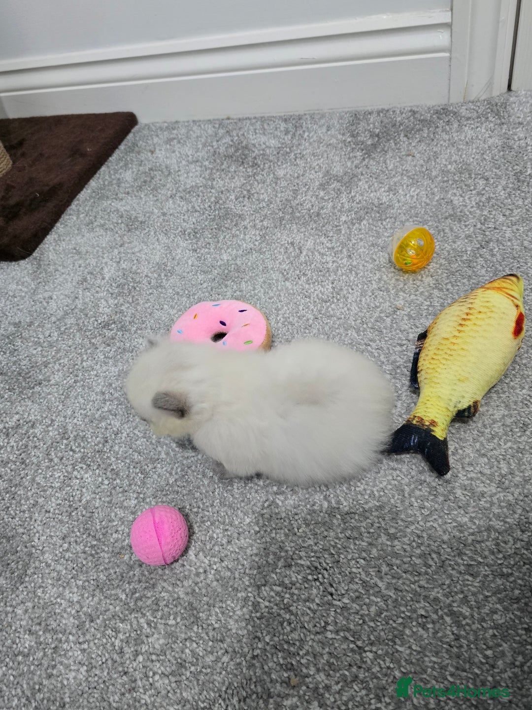 Ragdoll cats for sale: 💙 BLUEPOINT RAGDOLL BOY FOR SALE 💙 - Image 14