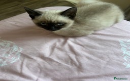 Siamese cats for sale: Siamese kitten12 weeks old  - Image 3