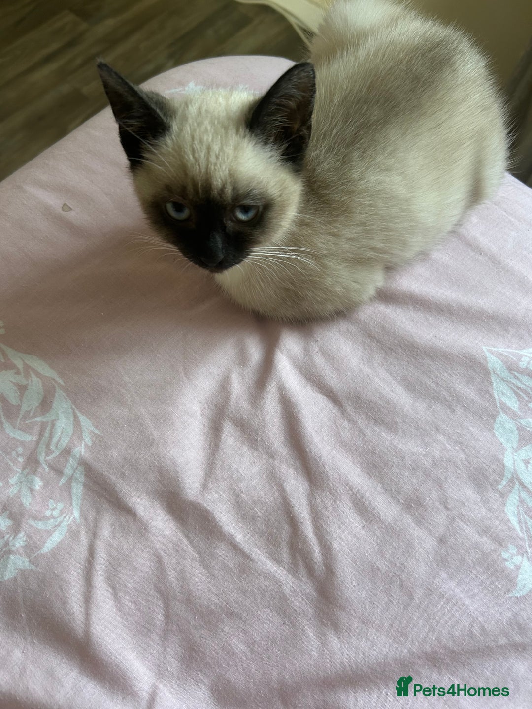 Siamese cats for sale: Siamese kitten12 weeks old  - Image 3