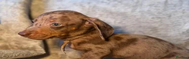 Miniature Dachshund 2