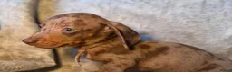 Miniature Dachshund dogs for sale: Bundles of Joy in Peterborough - Advert 5