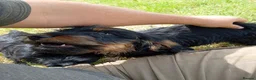Mixed Breed dogs for sale: Beautiful litter of cockels  in Thirsk - Advert 18