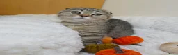 British Shorthair cats for sale: Golden Tabby Kittens  - Advert 23