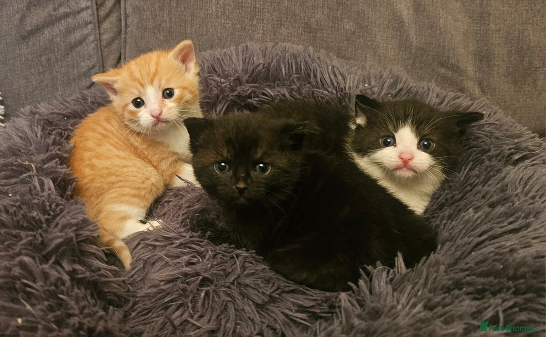 Mixed Breed cats for sale: Kittens for sale - Image 1