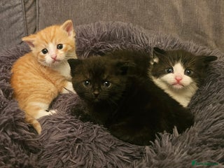 Mixed Breed cats - Advert 27