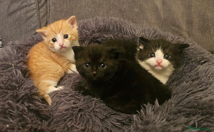 Mixed Breed cats - Advert 1