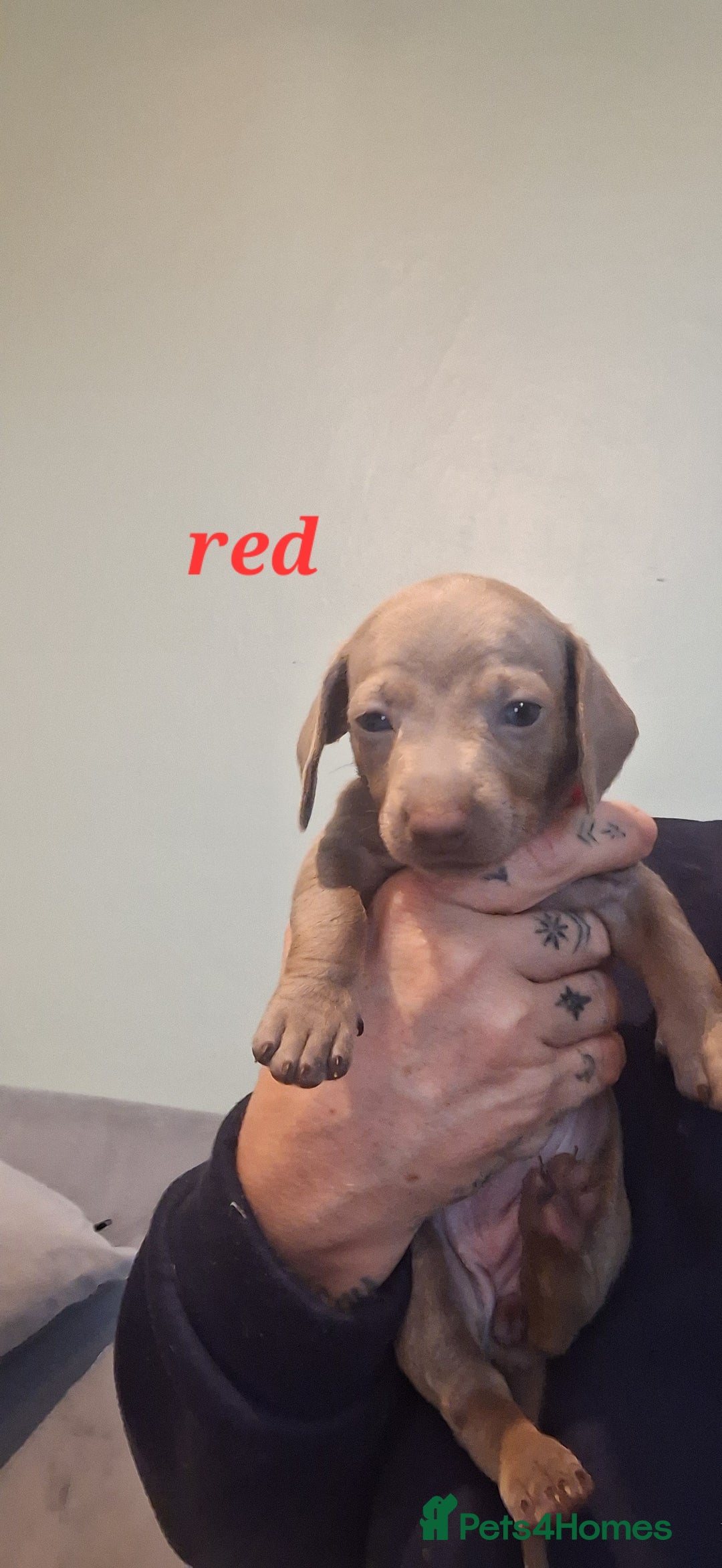 Dachshund dogs for sale: Lilac minuture dashound puppies - Image 7