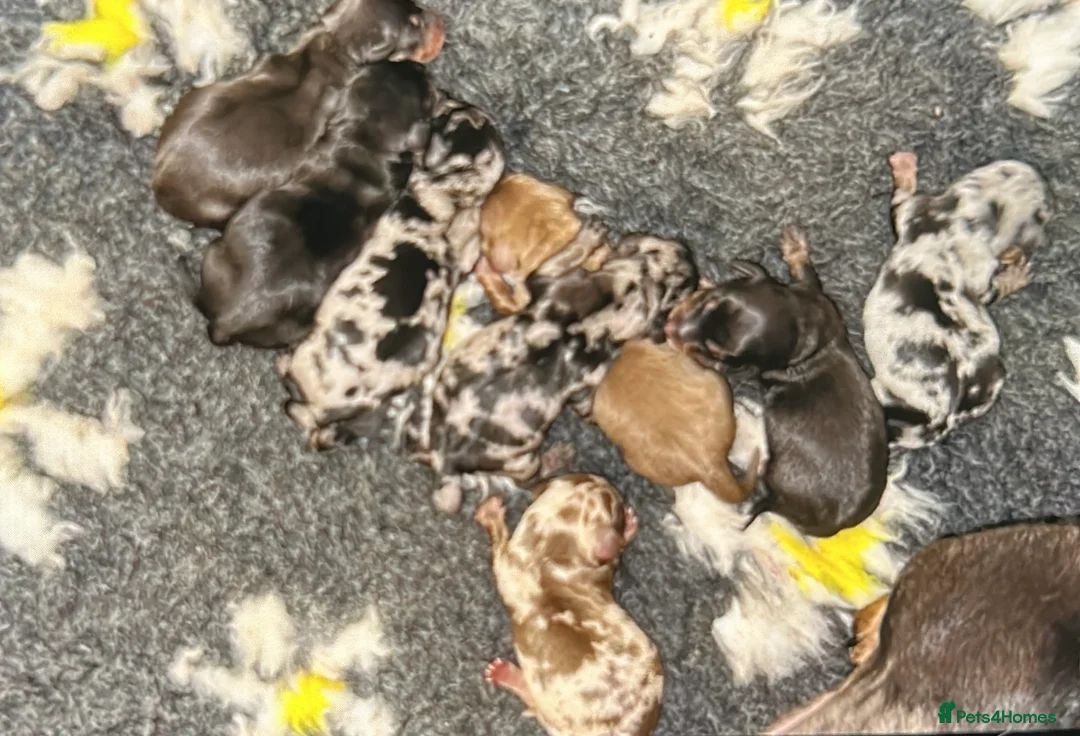 Miniature Dachshund dogs for stud: EXPERIENCED CHAMP 25 LINE MINI KC PRA CLEAR STUD in Manchester - Advert 7